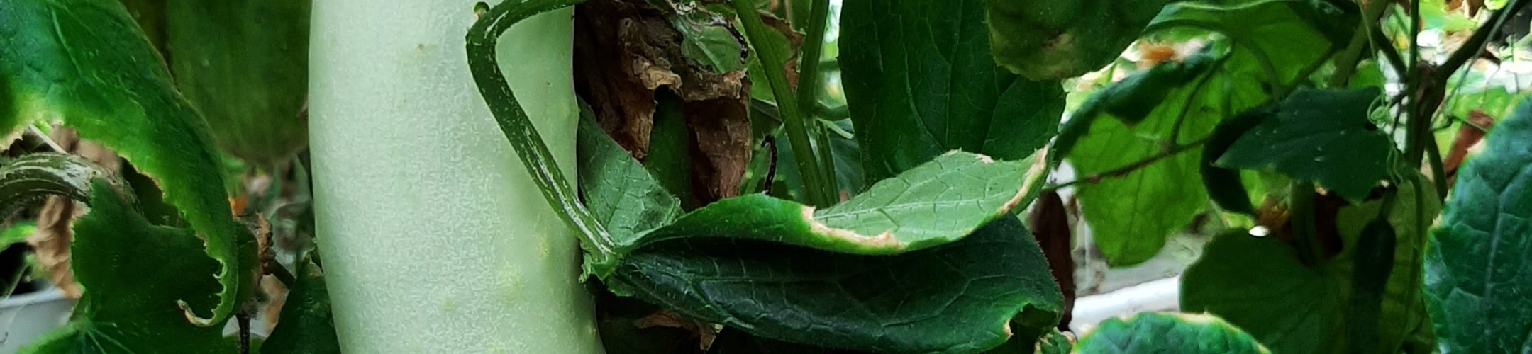 Albaster Lange Witte (v.a. 1903)