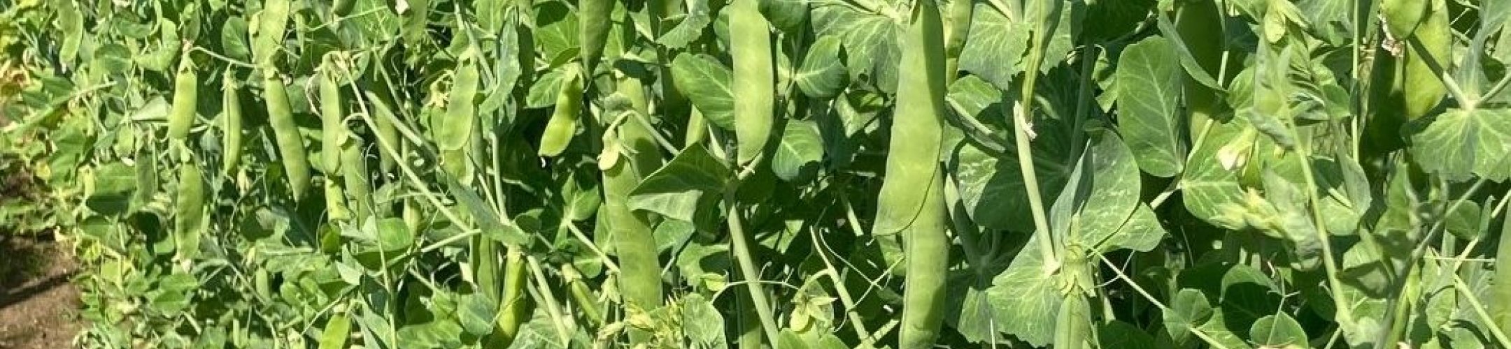 Alderman (v.a. 1890)