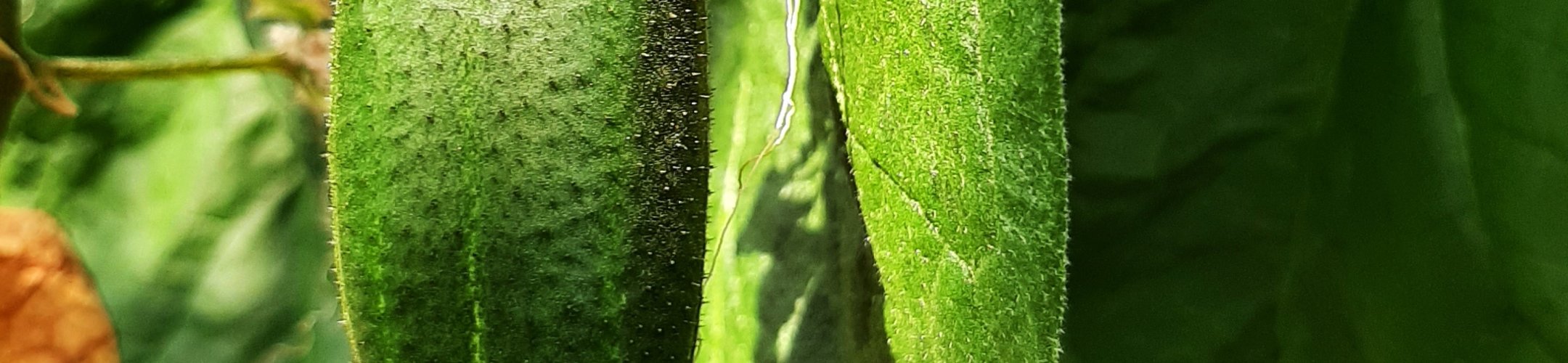 Baarlose Nietplekker (1937 - 1944)