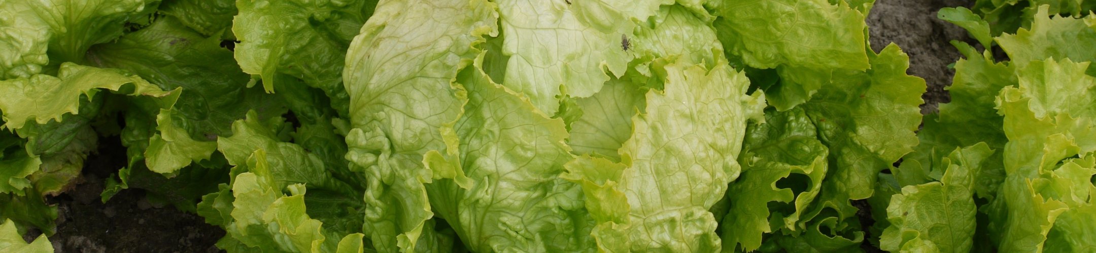 Batavia Doree de Printemps (v.a. 1922)