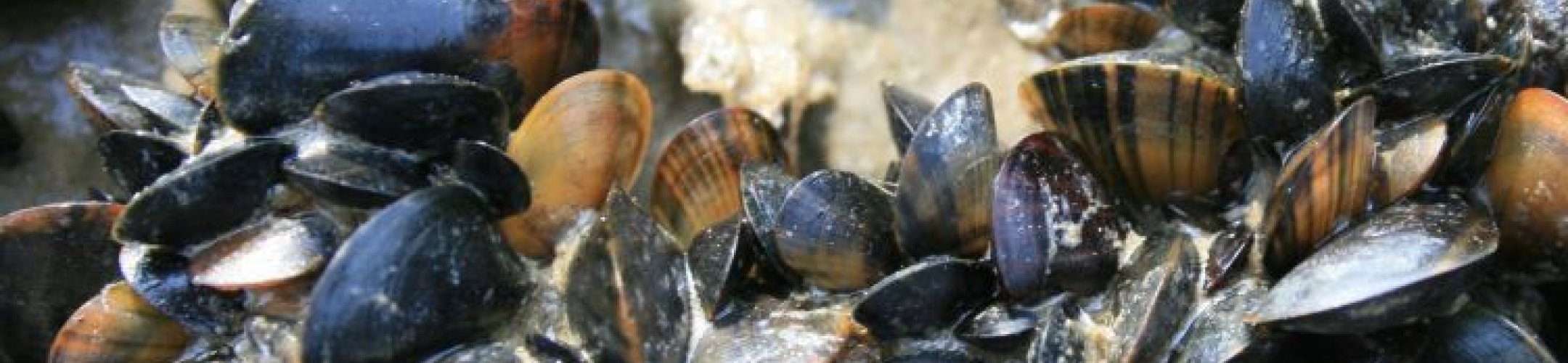 Behoud en duurzaam gebruik van aquatische genetische bronnen