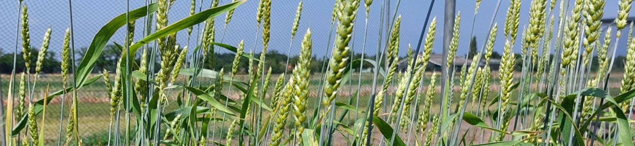 Blanc a Duvet (v.a. 1880)