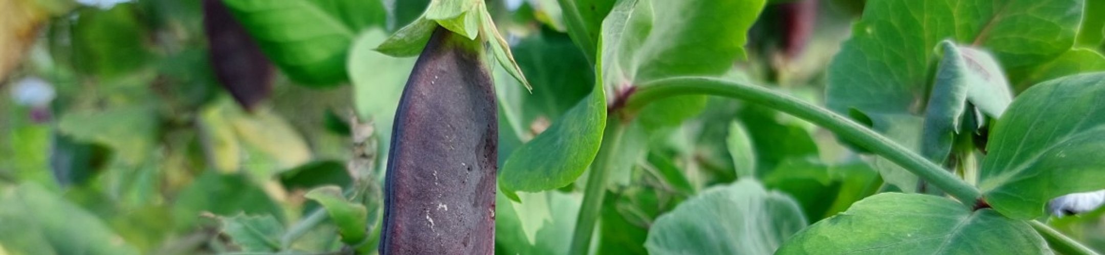 Blauwschokkers (v.a. 1932)