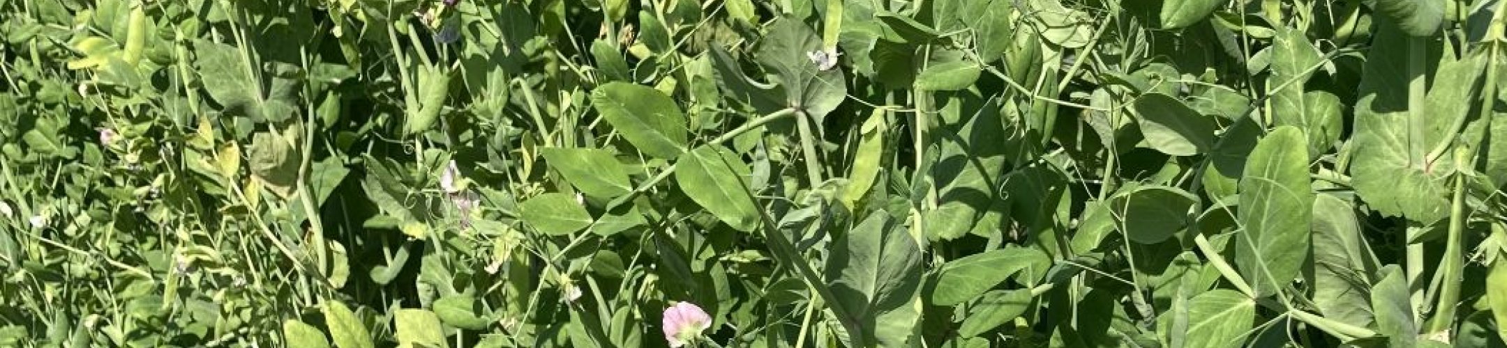 Boerengrauw (v.a. 1939)