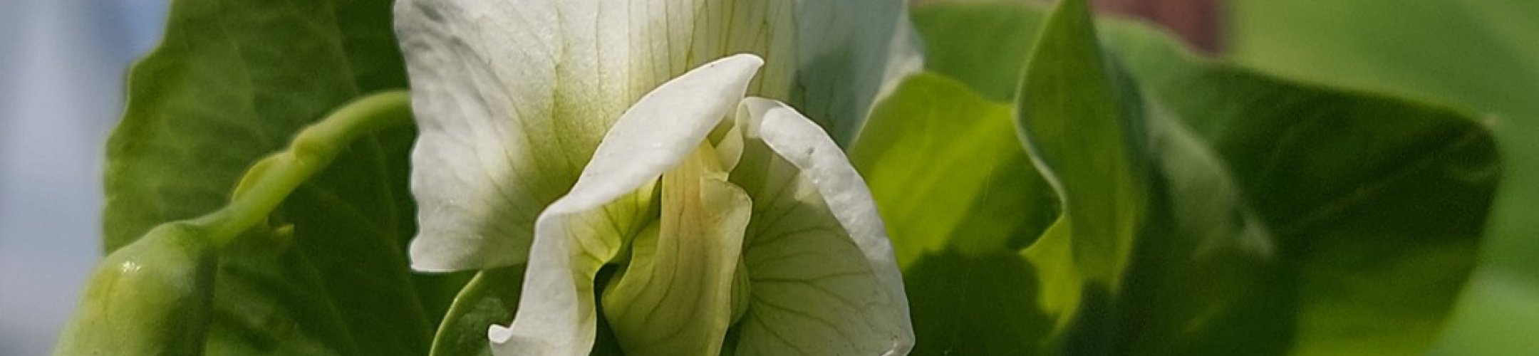 Boordevol (1917 - 1957)