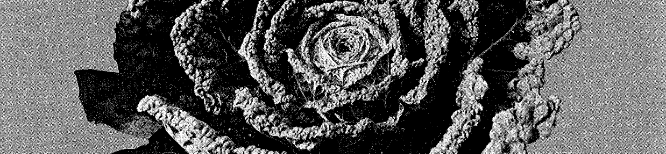 Bredasche Fijne Groene (v.a. 1916)