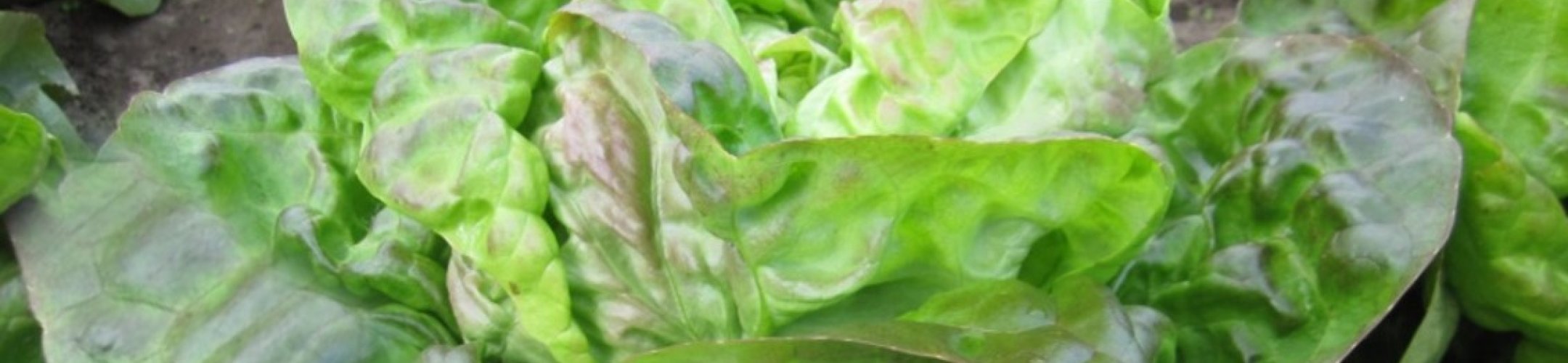 Bruine Trotskop (v.a. 1850)