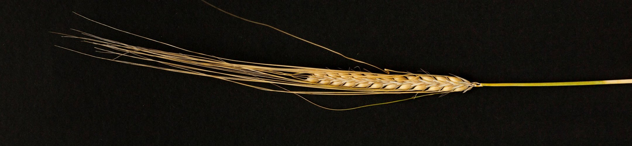 Chevalier (1830 - 1890)