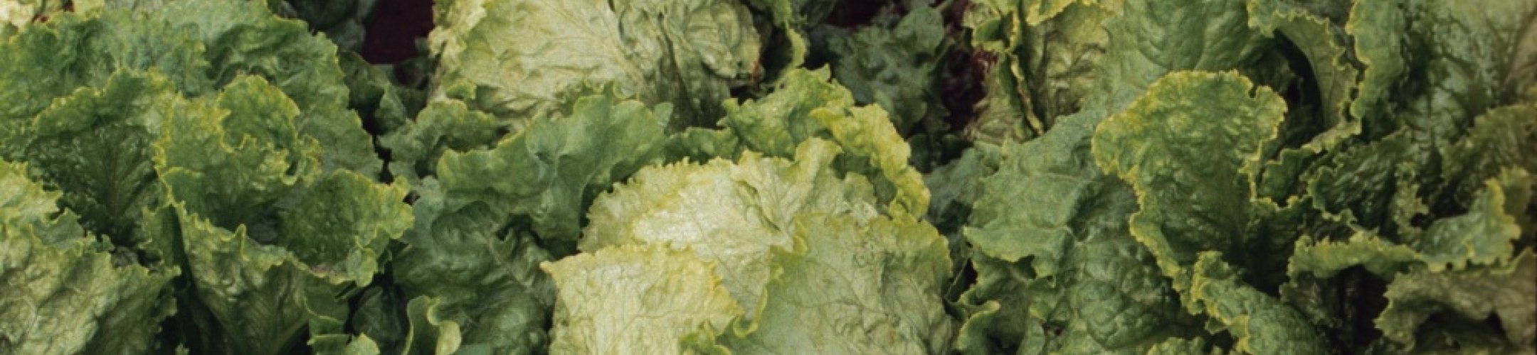 Chou de Naples (v.a. 1856)