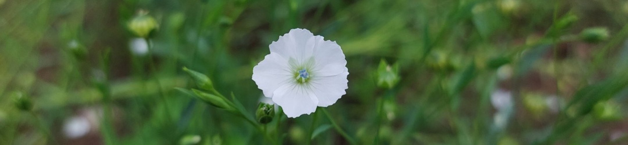 Concurrent (1921 - 1952)