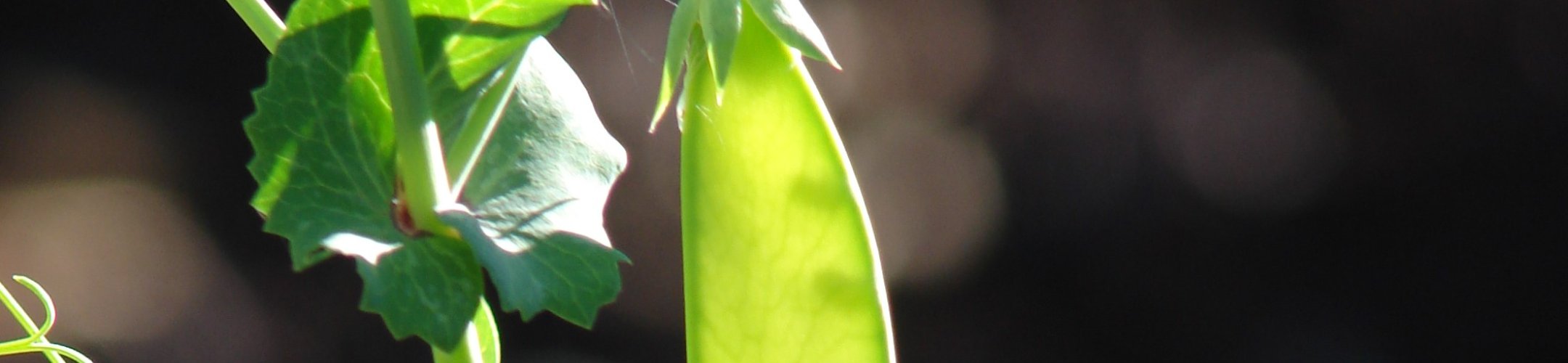 De Grâce (1869 - heden)