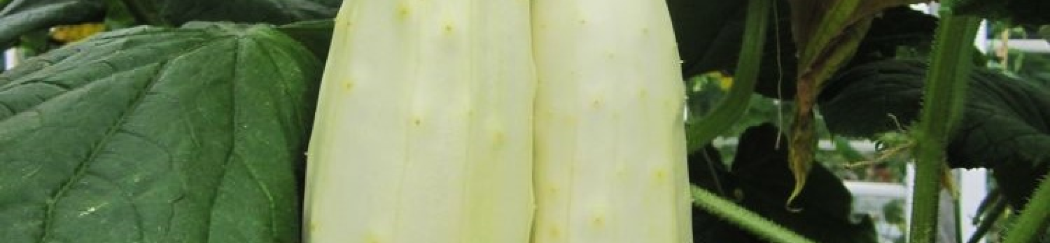 Edelweiss (v.a. 1935)