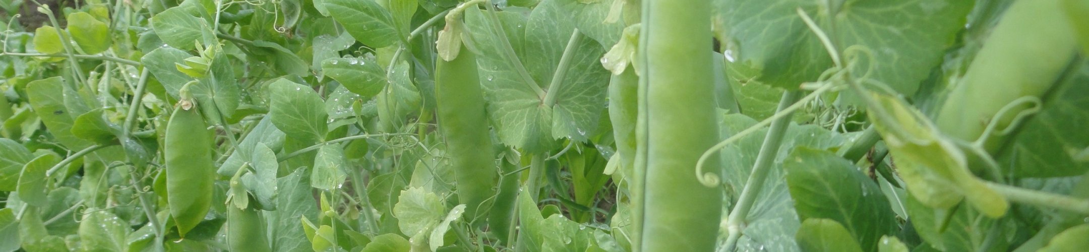 Eminent (1908 - 1965)