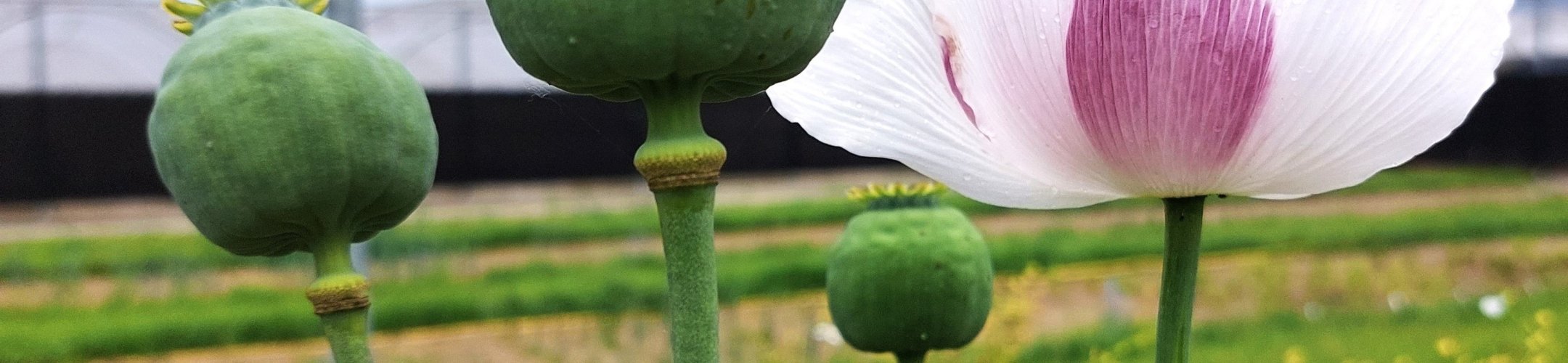 Emmabloem (v.a. 1926)