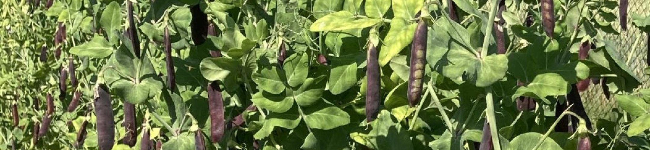 Erwt - Groninger Blauwschokker