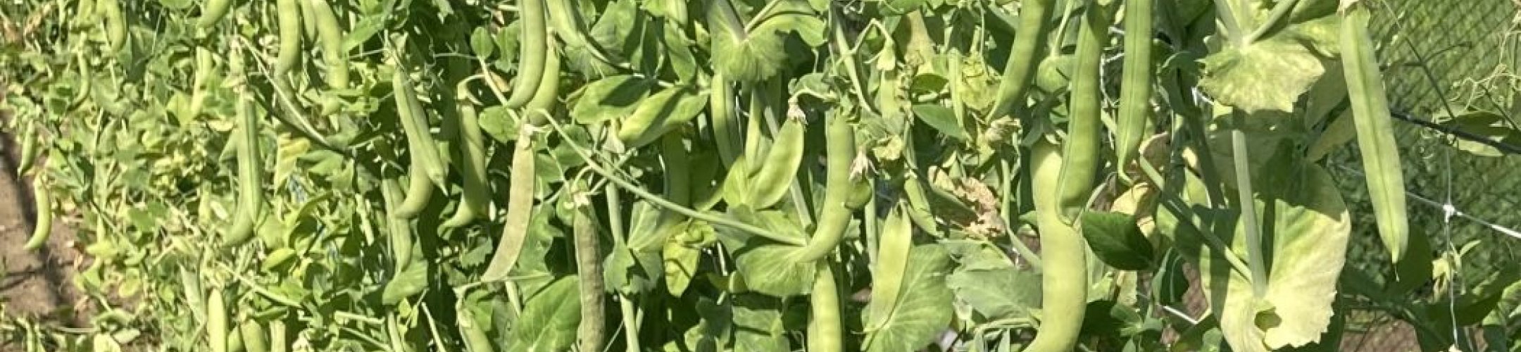 Erwt - Mechelse krombek