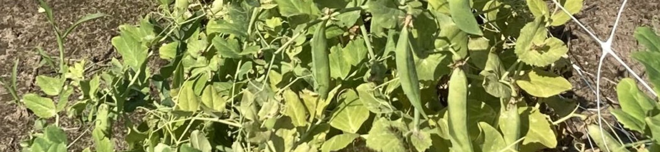 Erwt - William Hurst