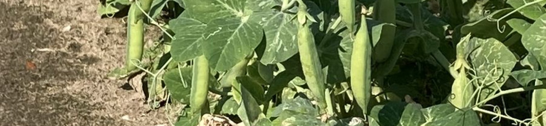 Erwt - Wonder van Amerika