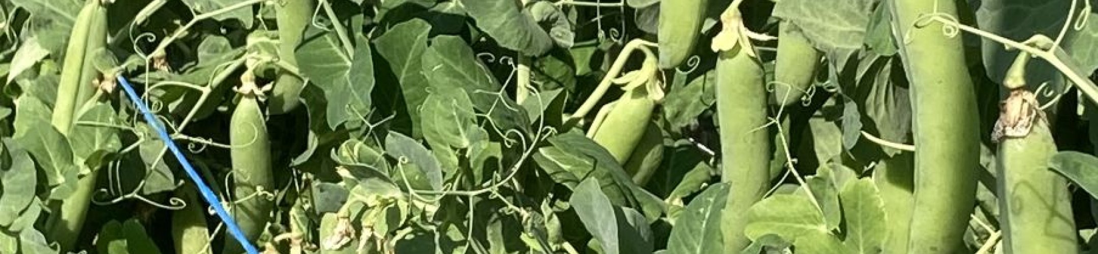 Erwt - Wonder van Scheemda