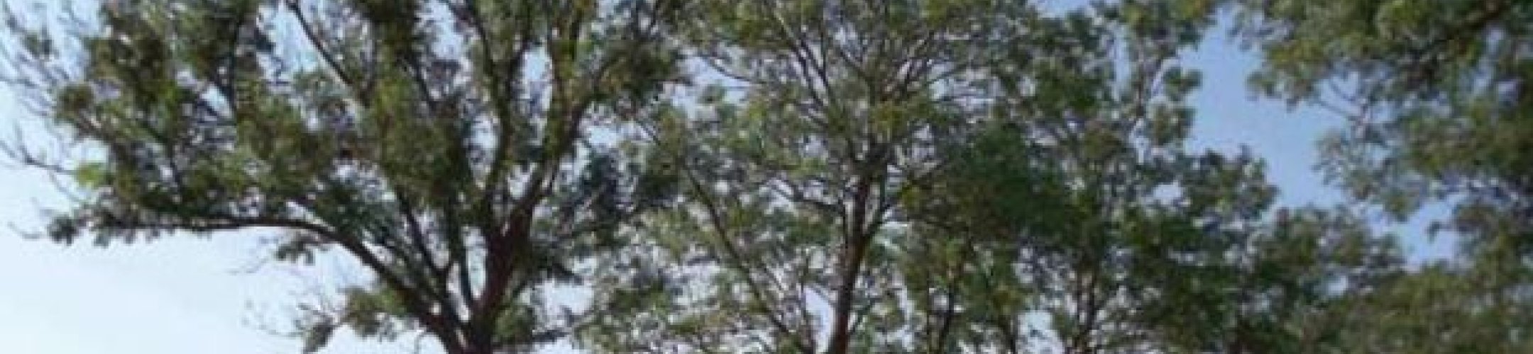 Essentaksterfte, bosbouwkundig beheersbaar?