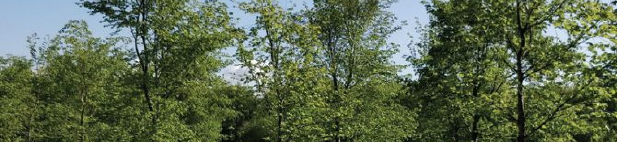 Evaluatie van de genenbank voor inheemse bomen en struiken