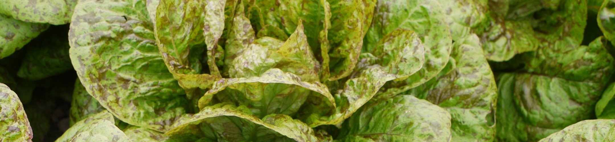 Forellenschluss (v.a. 1858)