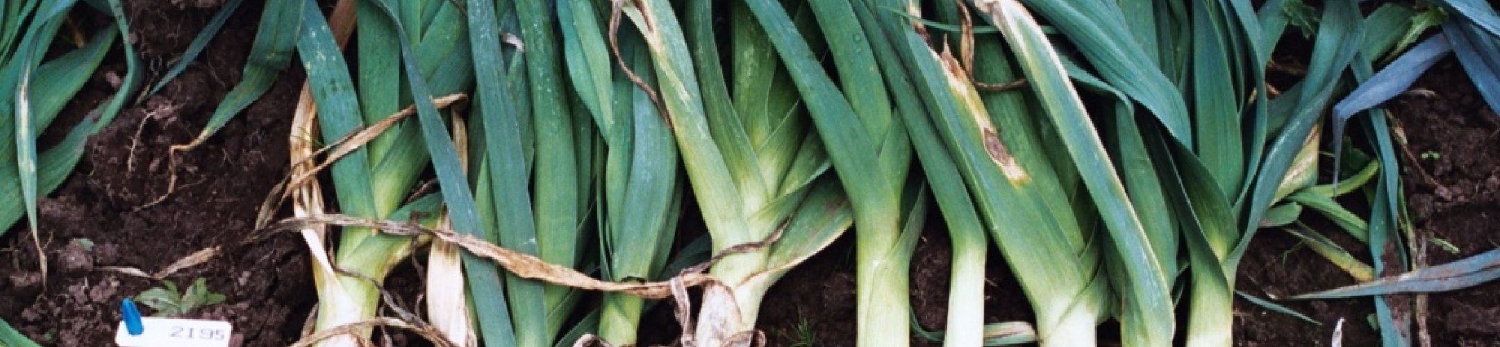 Fransche Zomer Dikke (v.a. 1915)