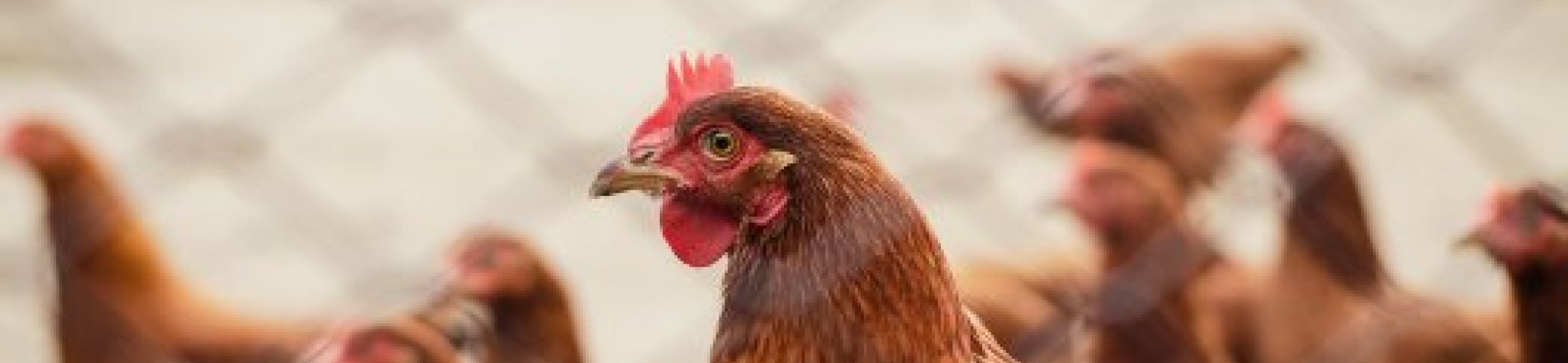 Gebruik van genetische bronnen: herziene Leidraad voor EU ABS Verordening