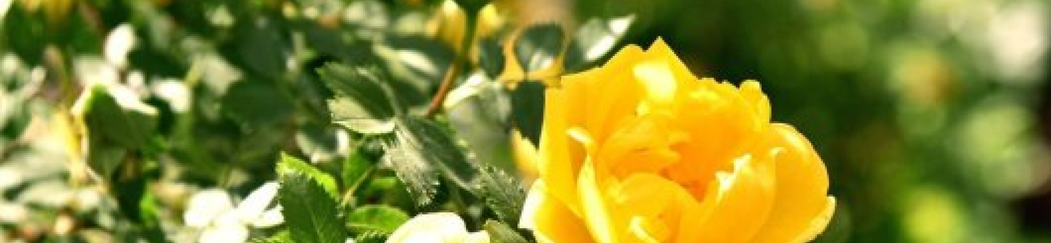 Gebruik van genetische bronnen: zorgvuldigheidsverklaringen