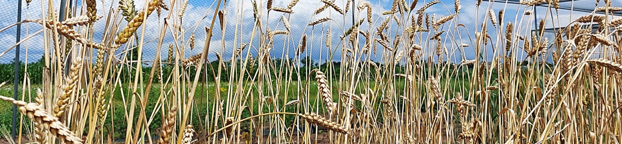 Gladkaf Essex (v.a. 1885)