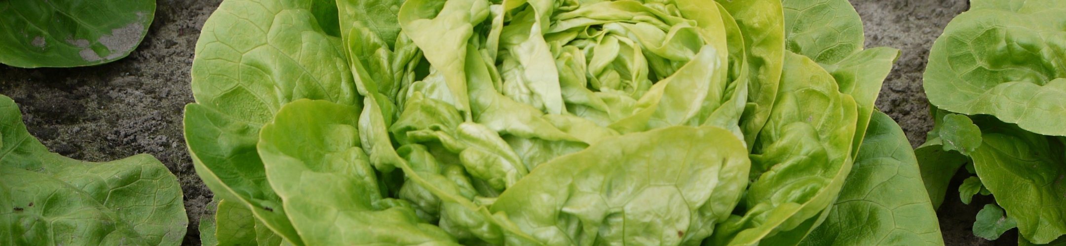 Glorie van Nantes (v.a. 1943)