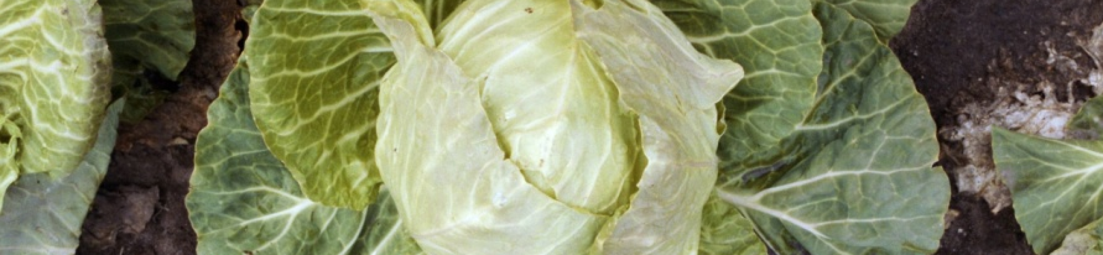 Goudakker (v.a. 1923)