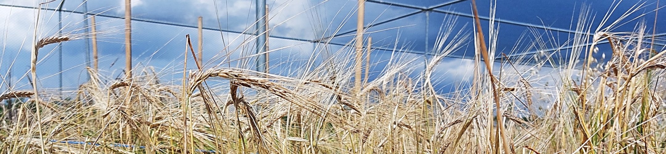 Goudgerst (v.a. 1900)