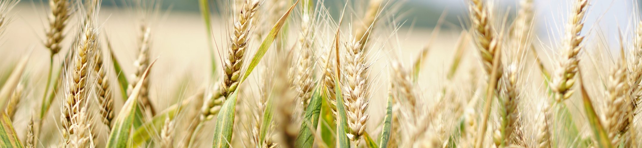 Graan en graanachtigen