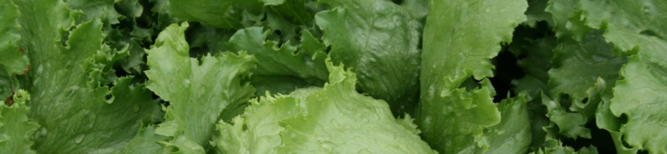 Great Lakes (v.a. 1941)