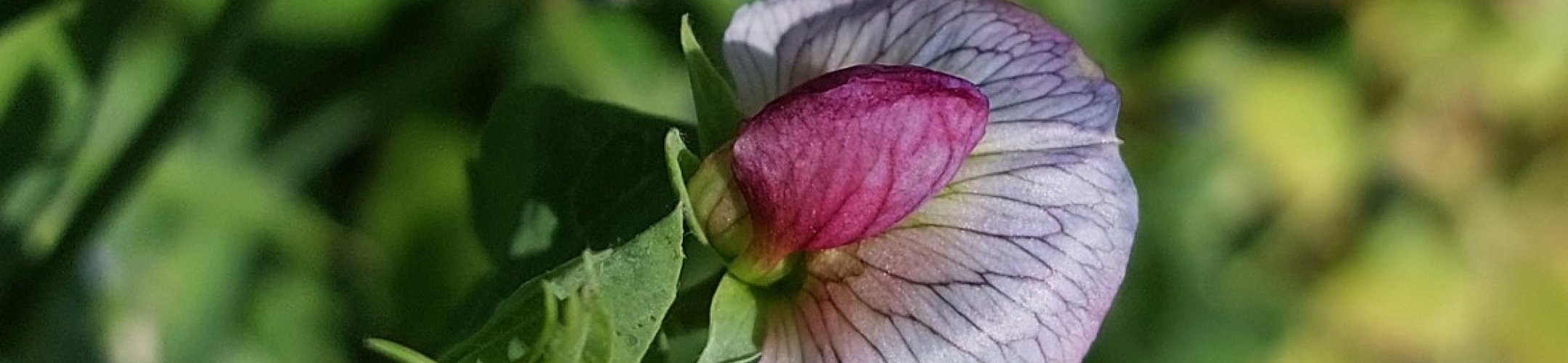 Grijze Roodbloeiende (v.a. 1876)