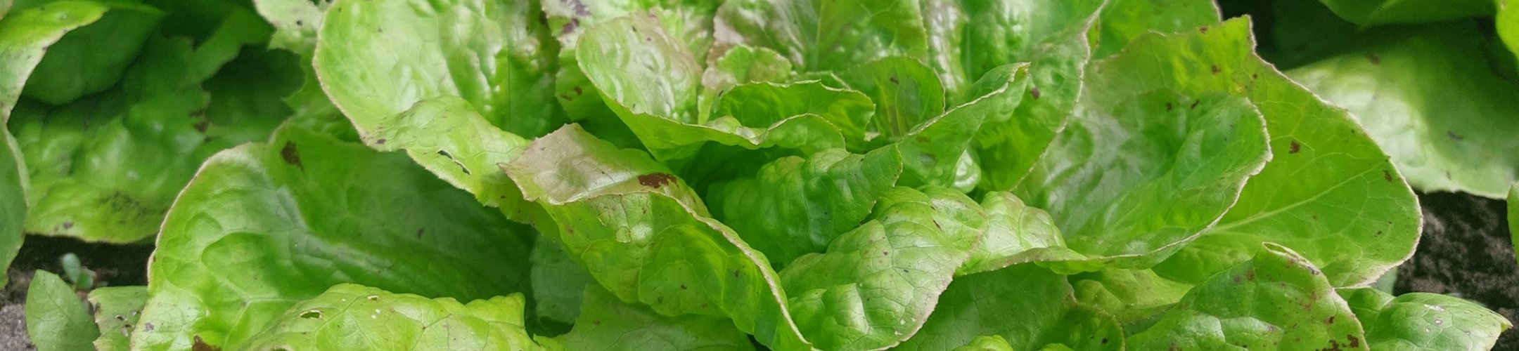 Grosse Brune Paresseuse (v.a. 1853)