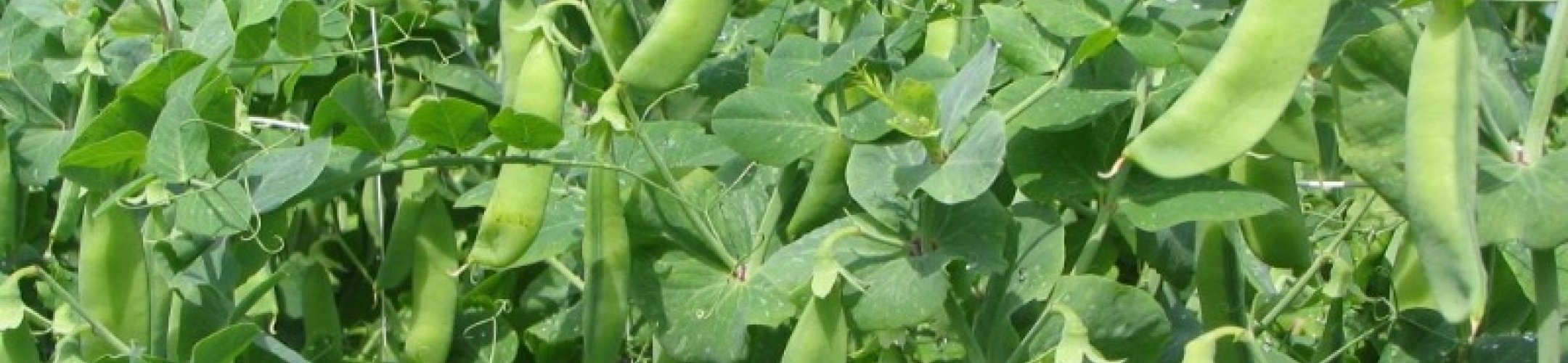 Grote grauwe stamcapucijner (v.a. 1940)