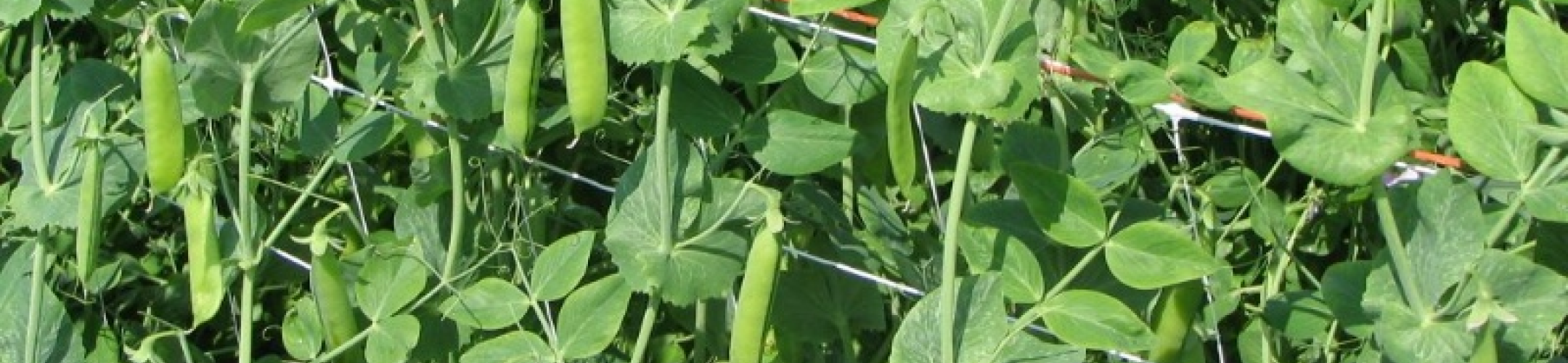 Haarsteegse (v.a. 1894)