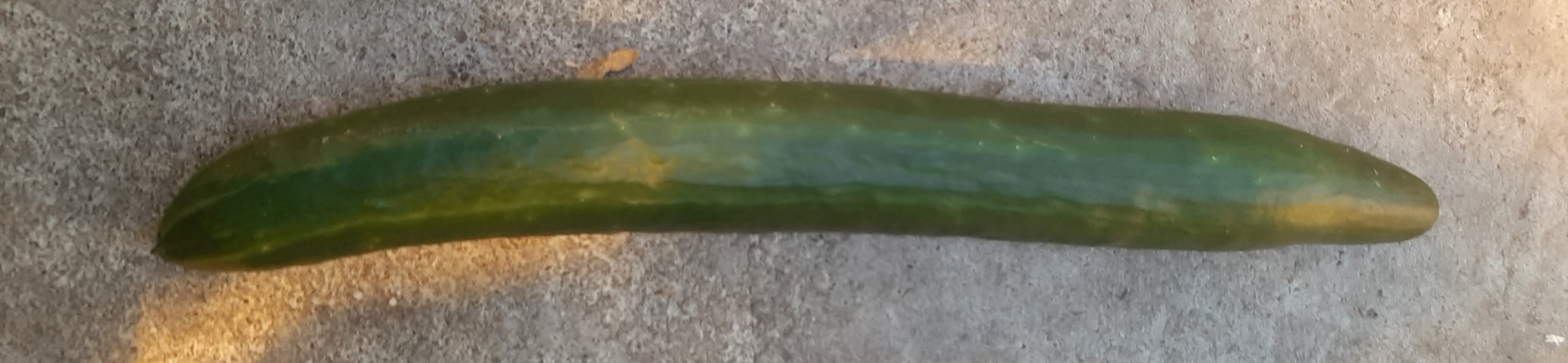 Halflange Groene (v.a. 1938)