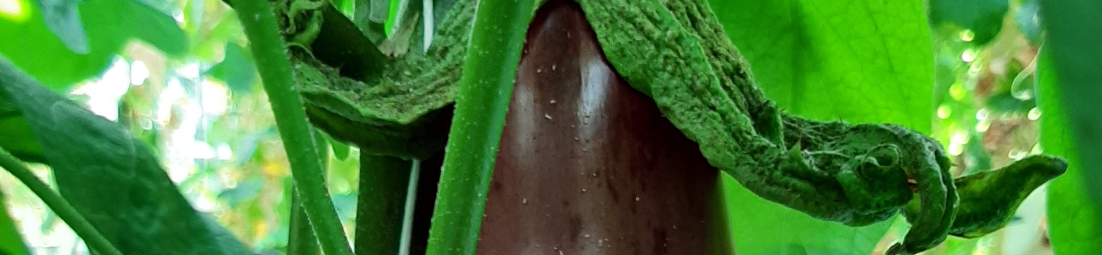 Halflange Violette (v.a. 1963)