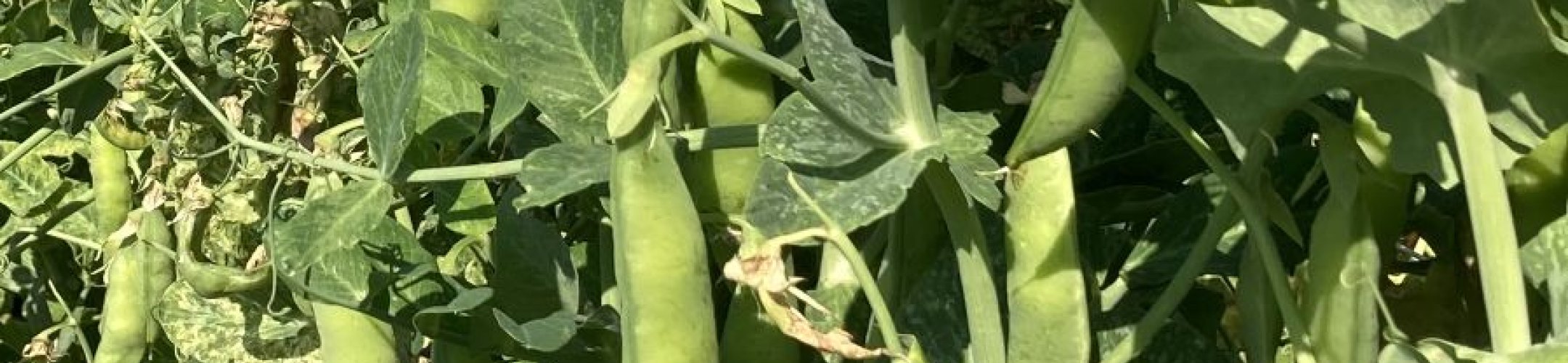 Harrison's Glory (v.a. 1860)