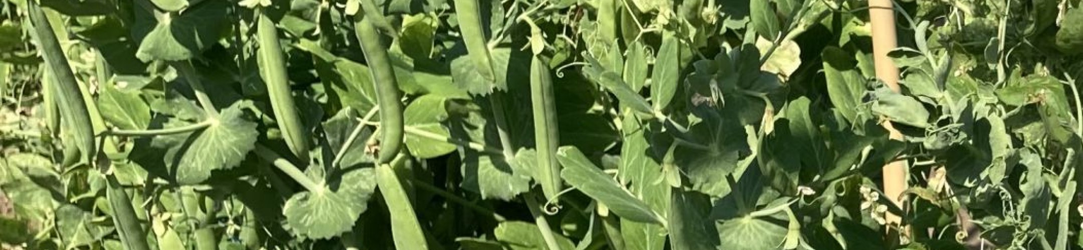 Helderse Groene Krombek (v.a. 1904)