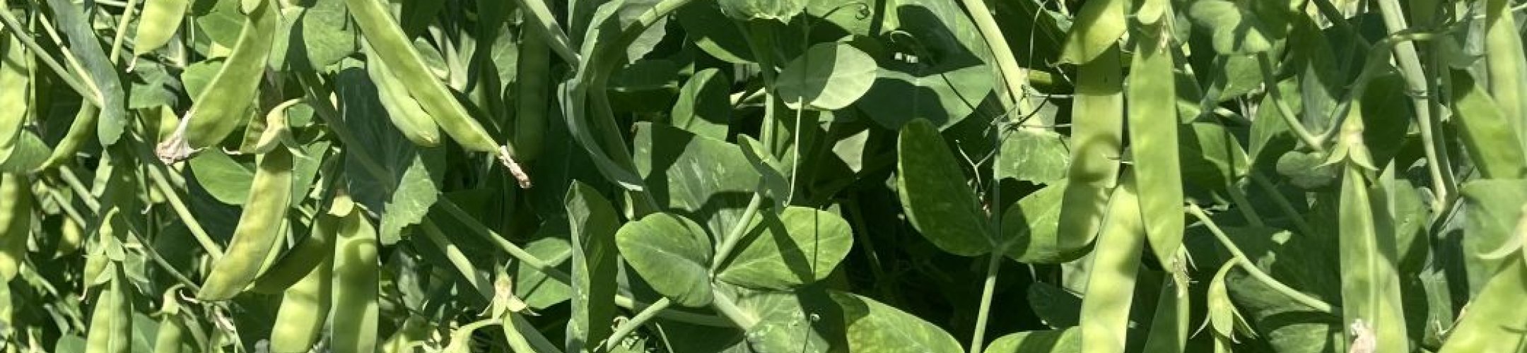 Hendriks (v.a. 1940)