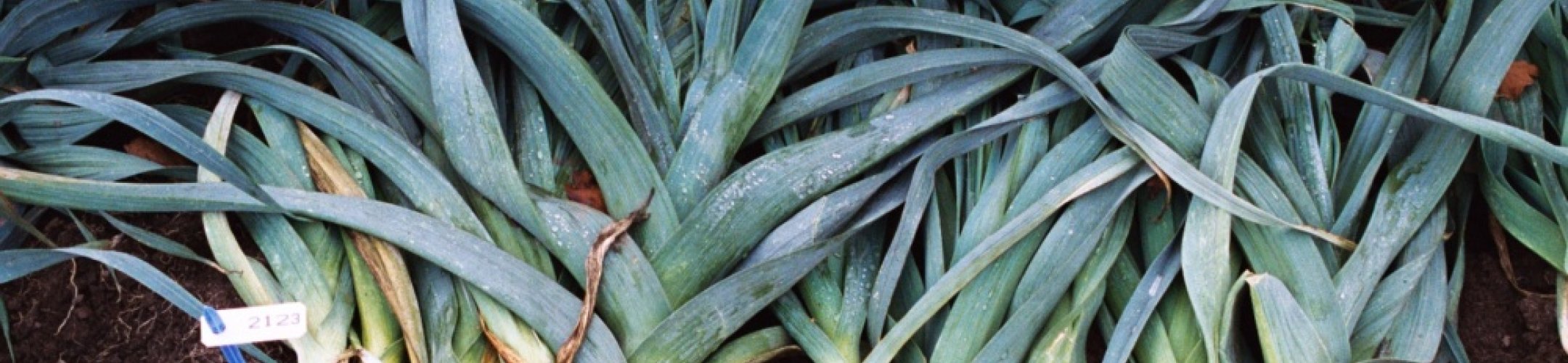 Herfstreuzen (v.a. 1940)