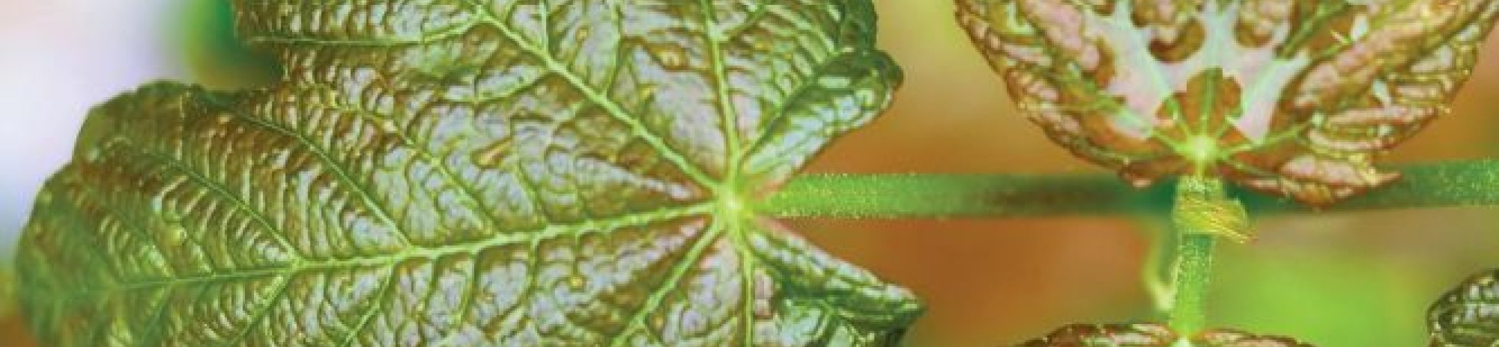 Herkomstenonderzoek van gewone esdoorn (Acer pseudoplatanus) in Nederland