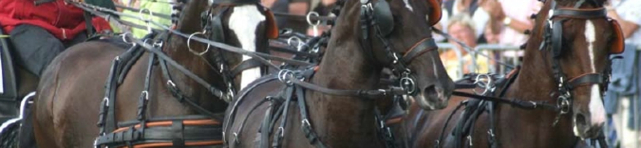 Het paard in Nederland