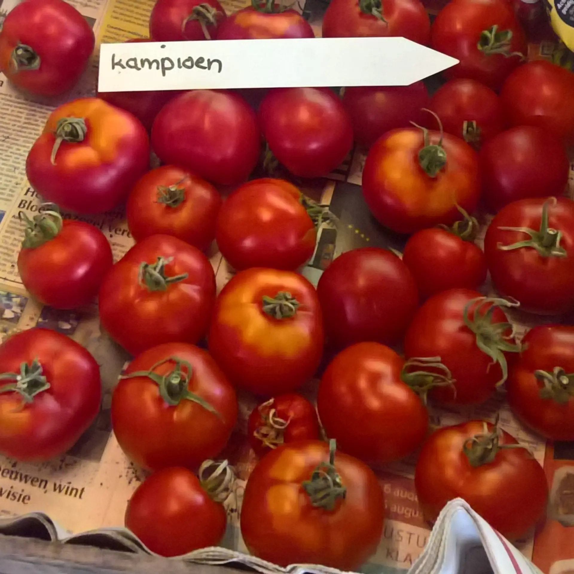 Witte Suiker (1856 - 1966)