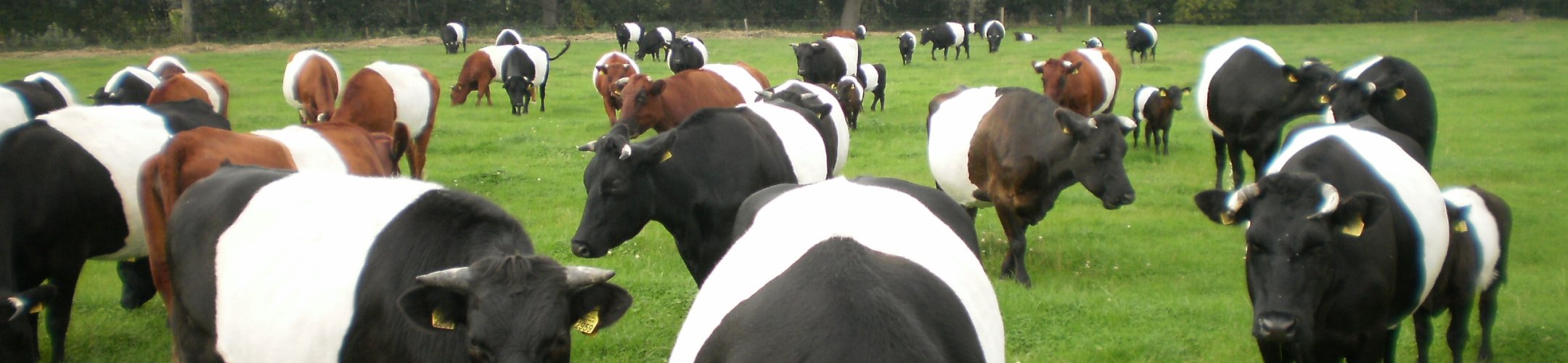 Kennisbank Genetische diversiteit landbouwhuisdieren