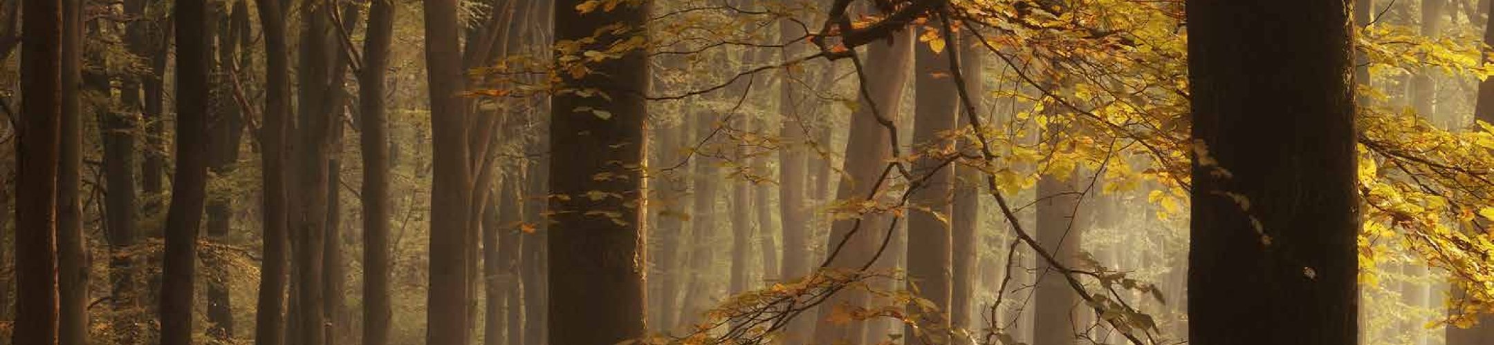 Kies het juiste plantmateriaal met de 10e Rassenlijst Bomen